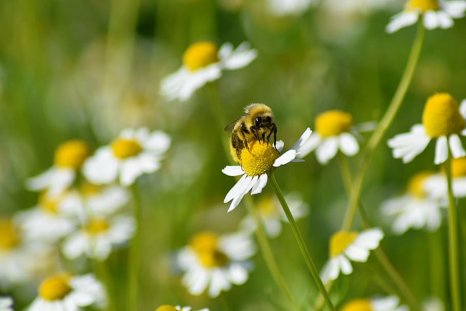 bee, flower, yellow, summer, pollen, insect, honey, blossom HD wallpaper