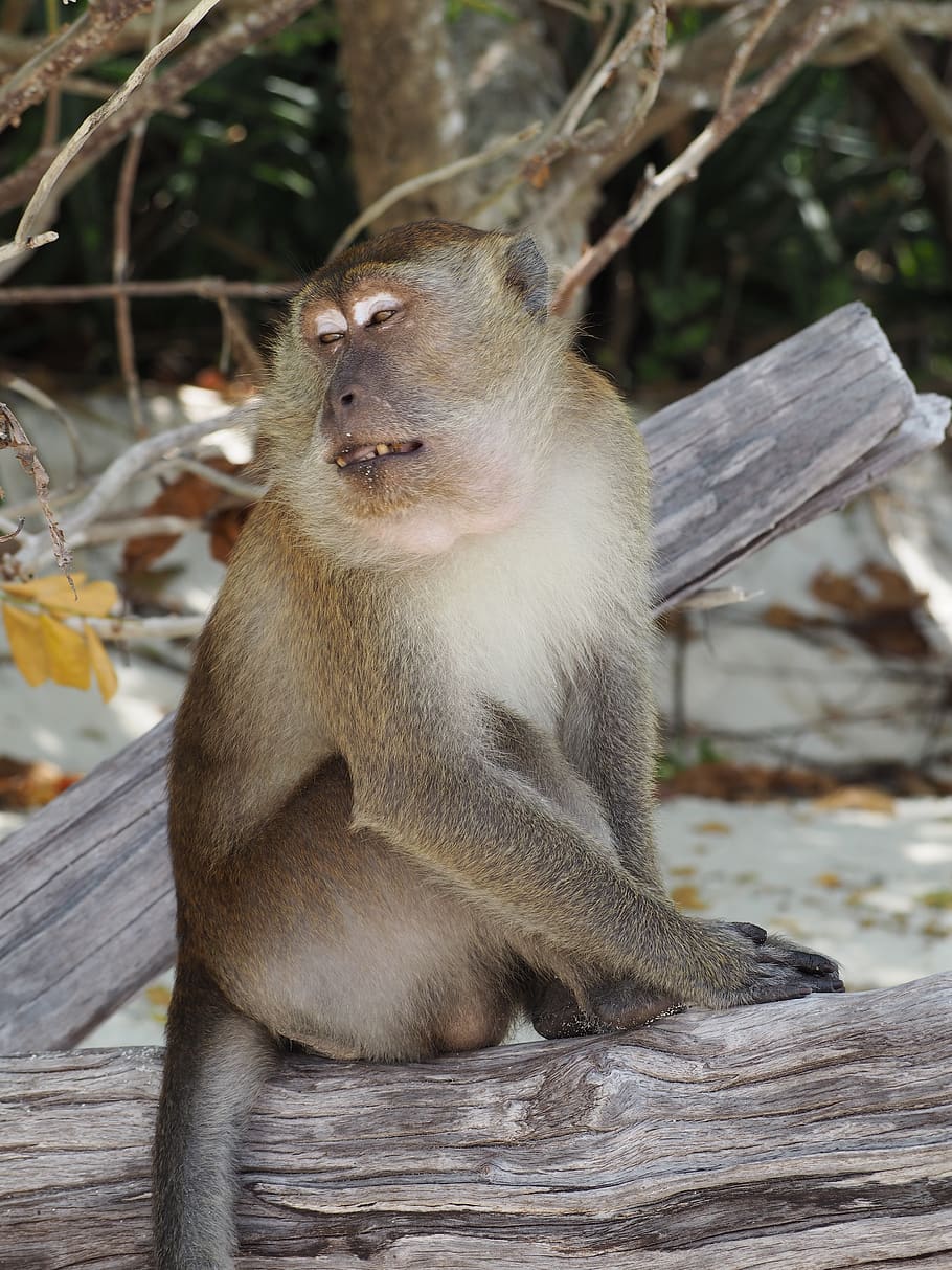 monkey, animal, thailand, animal wildlife, animals in the wild HD wallpaper