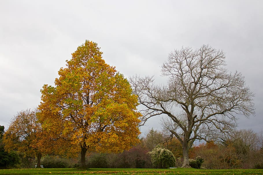 autumn, trees, leaves, grass, park, plant, sky, nature, beauty in nature HD wallpaper