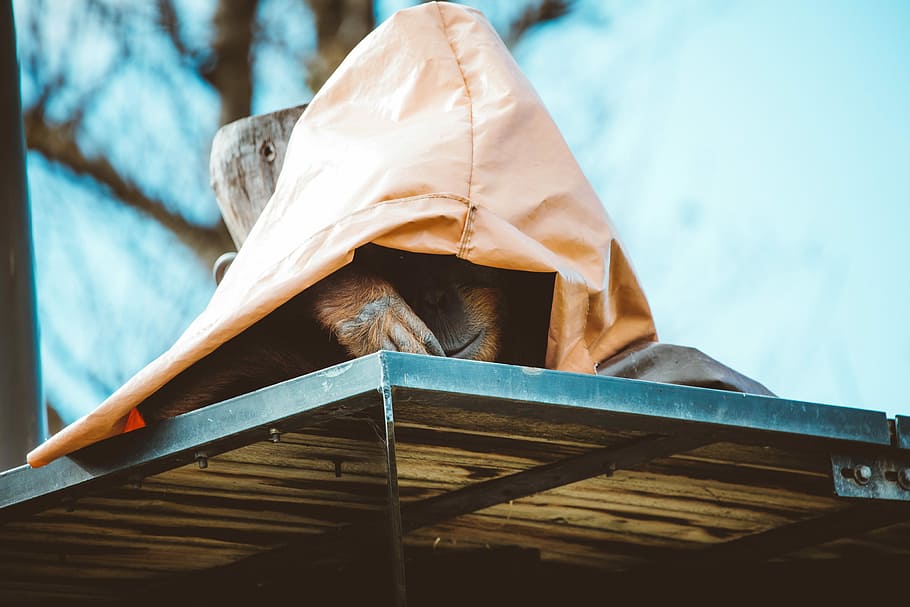 monkey hiding under beige textile, brown ape covering body with brown hood HD wallpaper