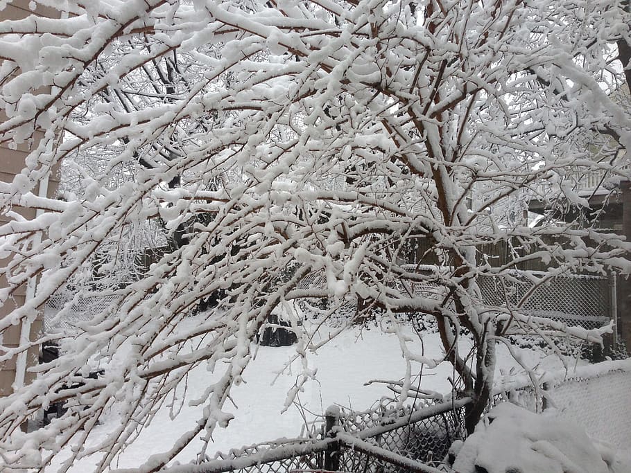 tree, winter, snow, cold, cold temperature, plant, frozen, branch HD wallpaper