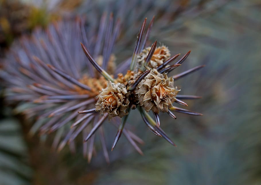 brad, flower, inflorescence, close-up, plant, nature, focus on foreground HD wallpaper