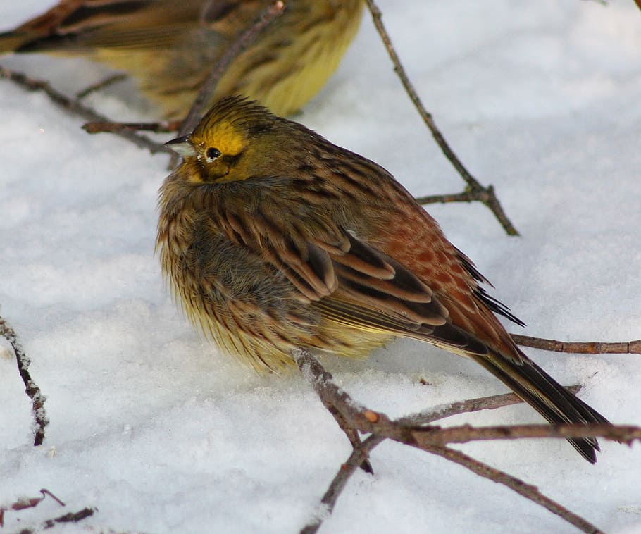 yellowhammer, bird, nature, outside, winter, snow, macro, close-up