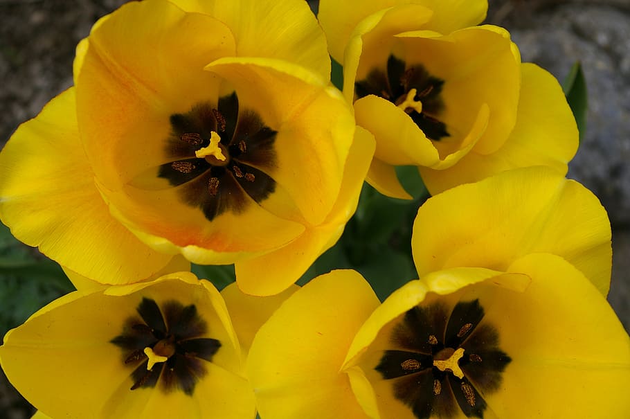 tulips, spring, bloom, yellow, flowers, yellow flowers, plant HD wallpaper