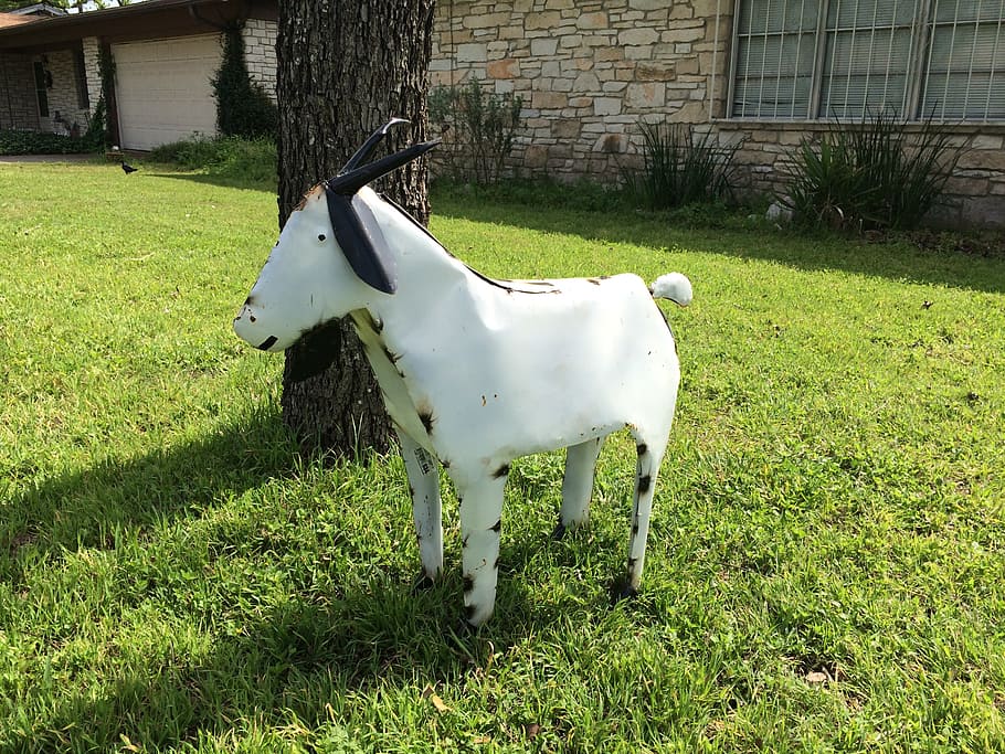 goat, yard, grass, green, animal, outdoors, pets, horse, dog HD wallpaper