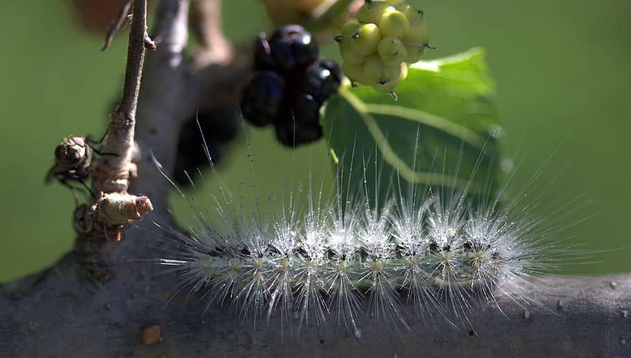 Caterpillar, Millipede, Duda, Fruit, one animal, green color HD wallpaper