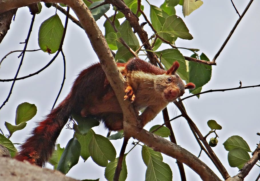 malabar giant squirrel, ratufa indica, indian giant squirrel