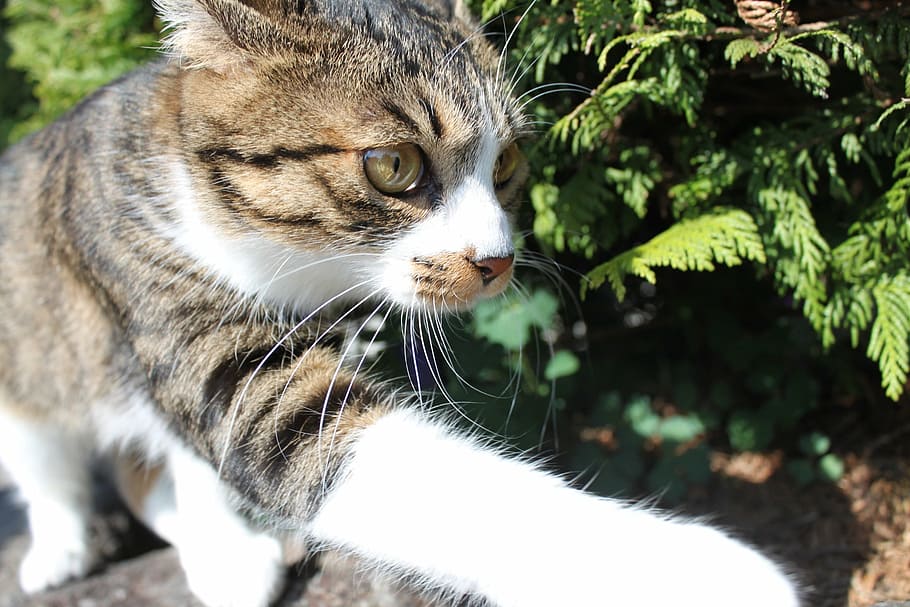 cat, walk, exciting, domestic Cat, animal, pets, cute, outdoors HD wallpaper
