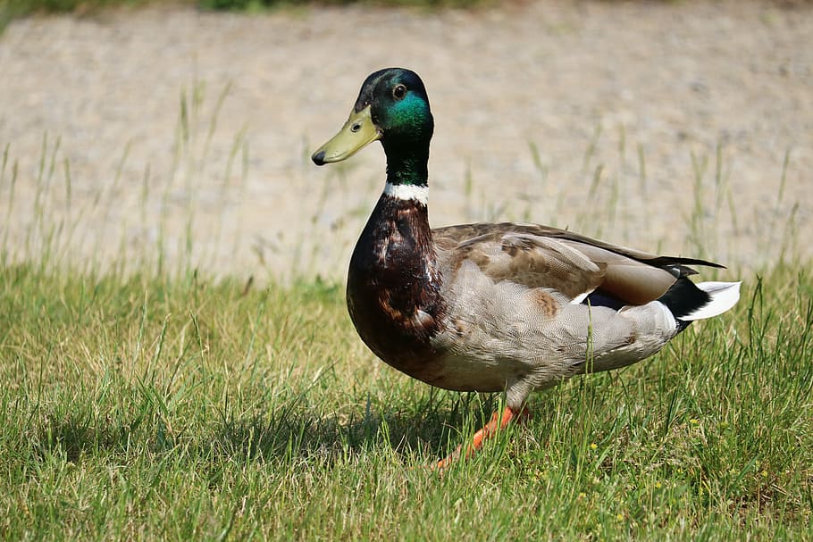duck, meadow, bird, nature, duck on meadow, close, plumage HD wallpaper