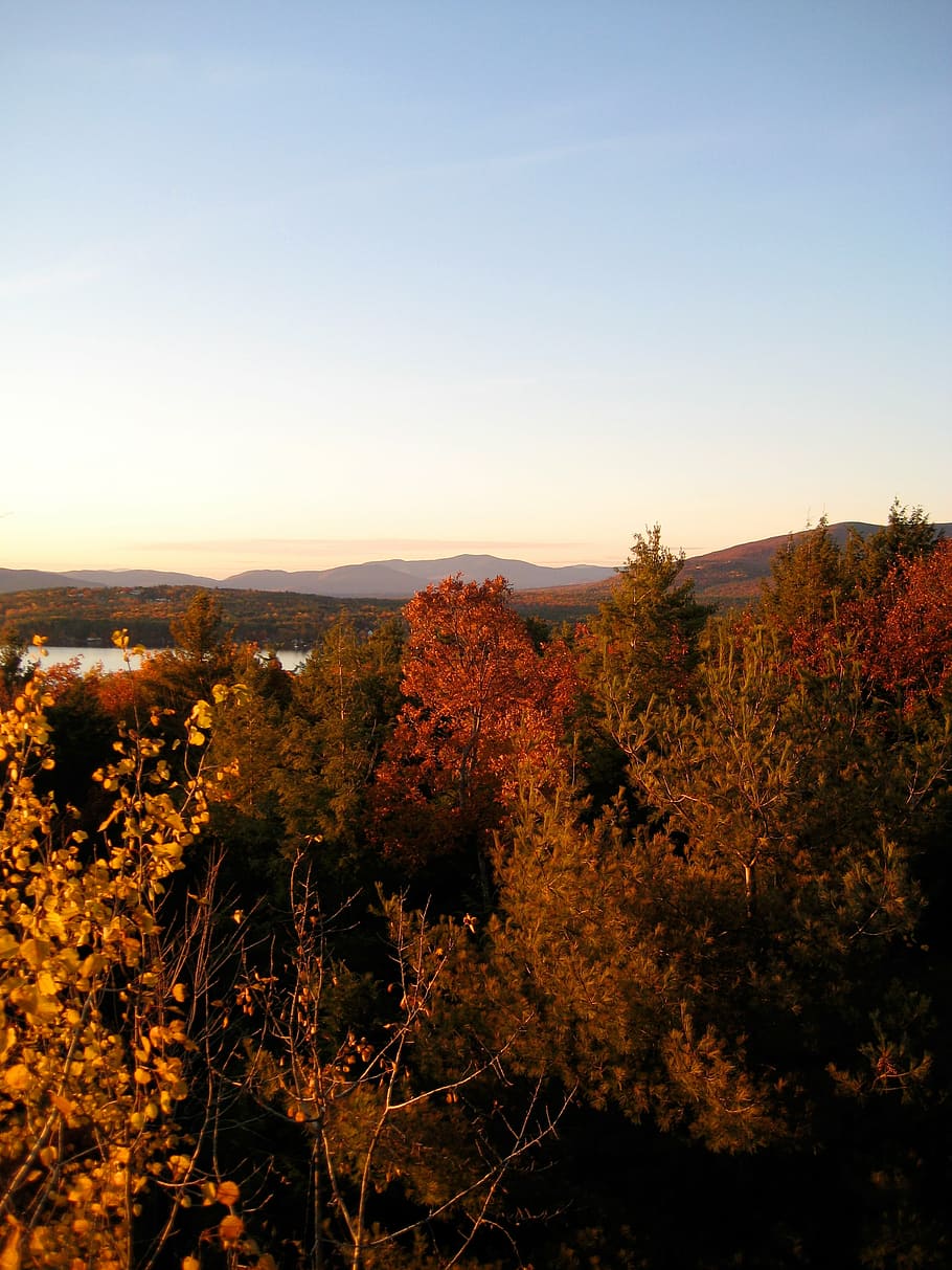 autumn, fall, nature, trees, scenics, outdoors, sky, plant HD wallpaper
