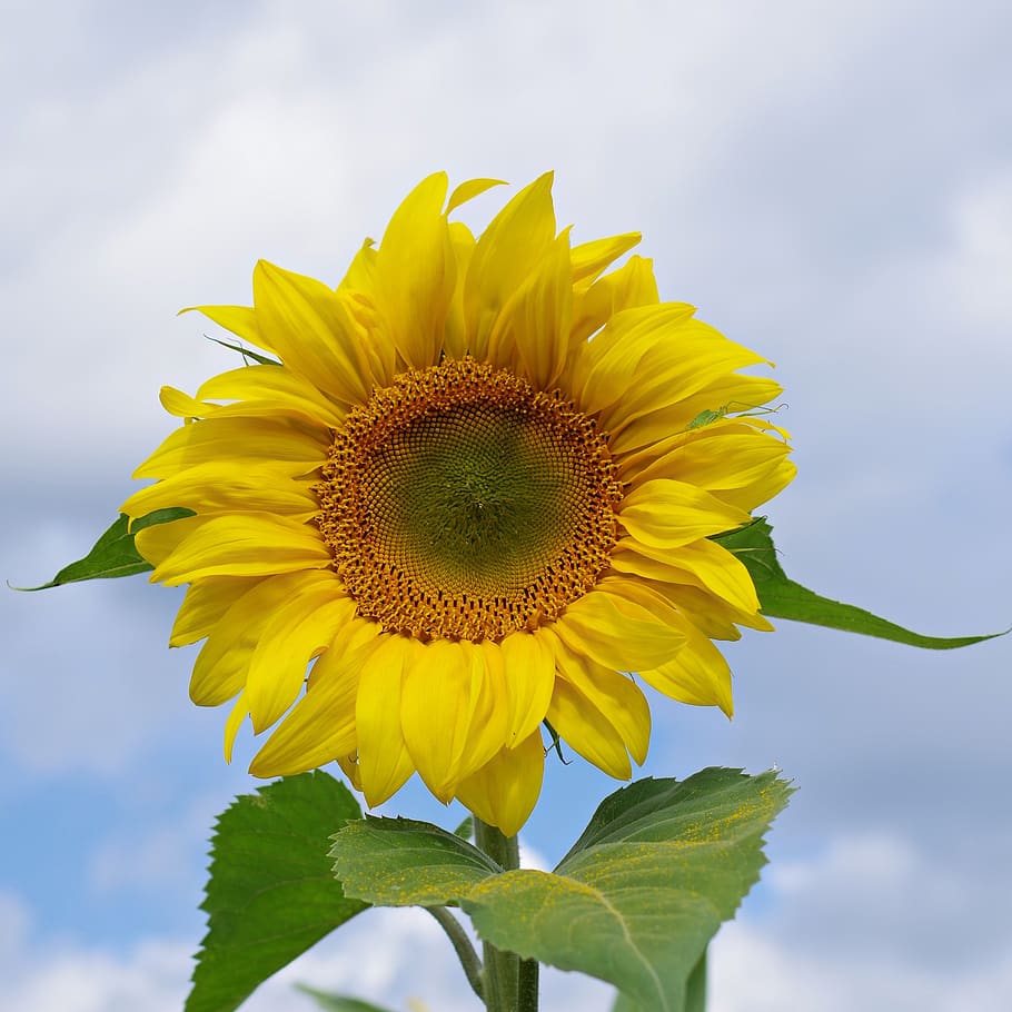 sunflower, sky, yellow, flowering plant, freshness, flower head HD wallpaper