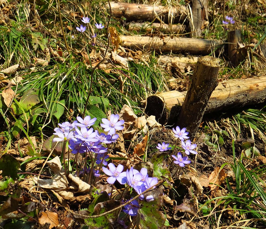 hepatica, flower, forest, spring, nature, leaves, plant, flowering plant HD wallpaper