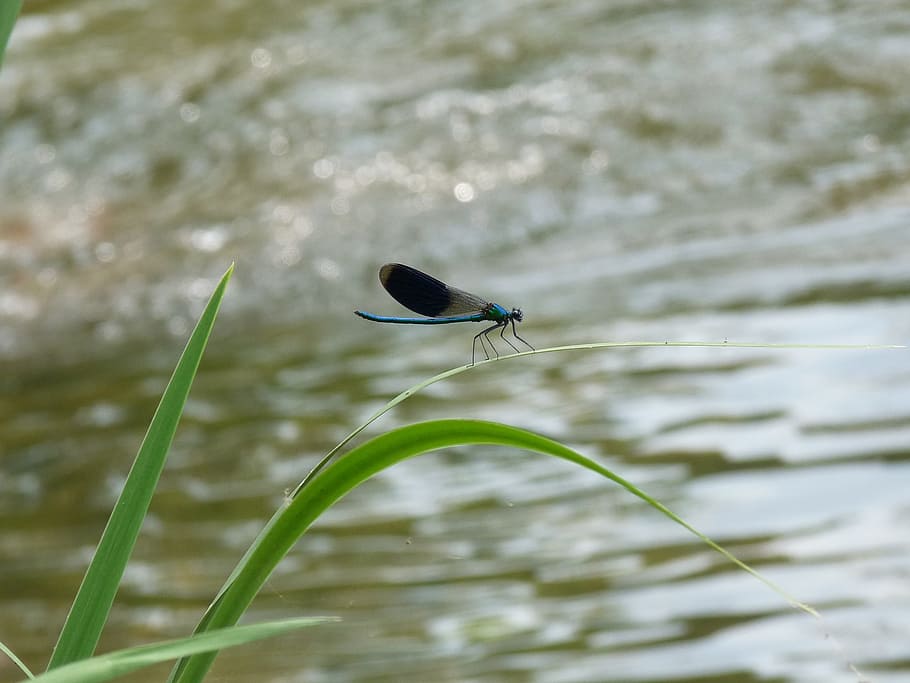 Dragonfly, Water, River, Insect, blue dragonfly, nature reed HD wallpaper