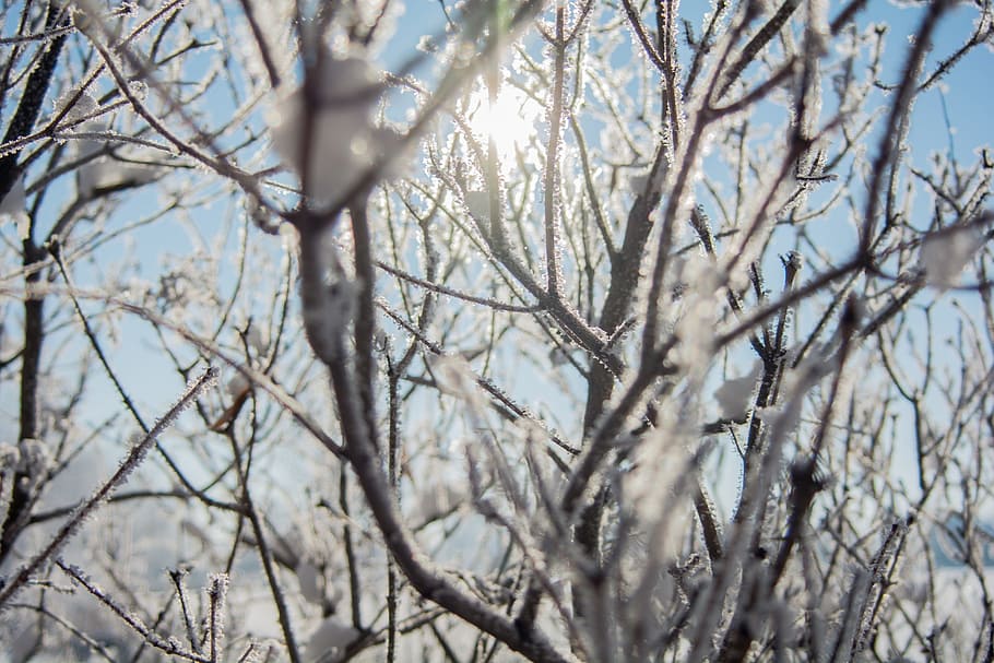 nature, trees, branches, snow, sky, sun, light, leaks, winter HD wallpaper