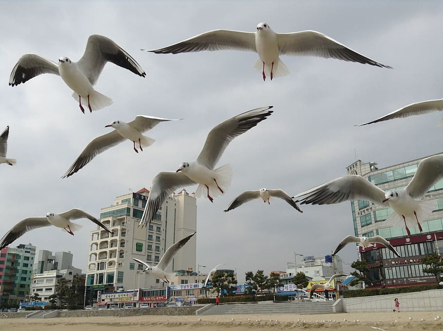 Seagull, new, flying, spread wings, bird, cloud - sky, mid-air HD wallpaper