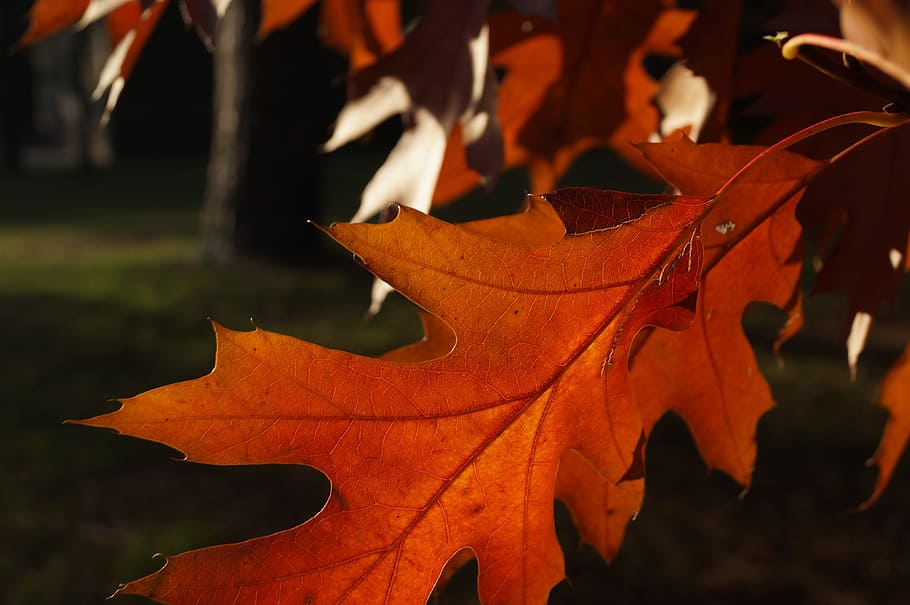 fall, leaves, autumn, red, brown, season, orange, nature, leaf HD wallpaper