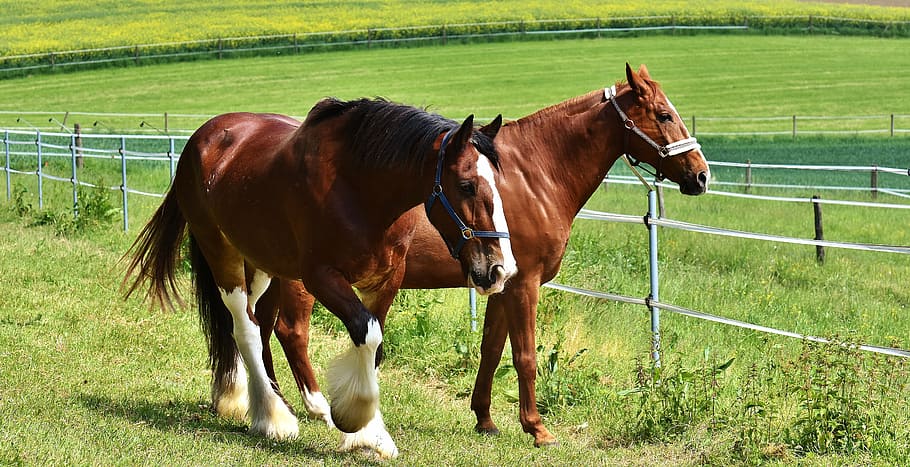 two brown horses on grass field during daytime, coupling, for two HD wallpaper