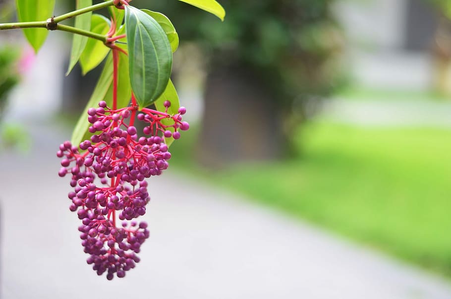 nature, flower, flora, leaf, outdoors, garden, plants, green HD wallpaper