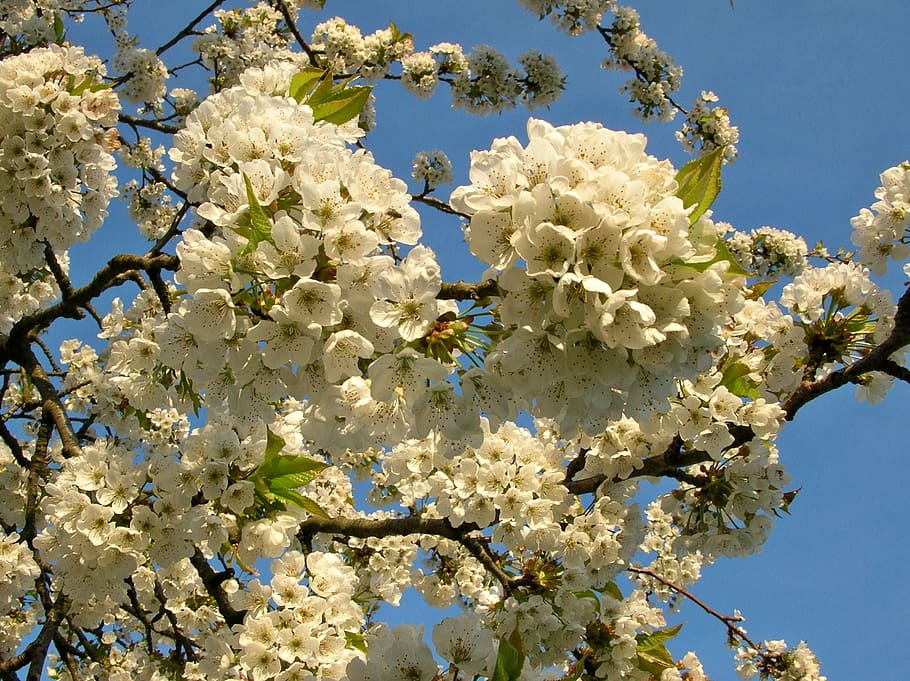 Spring, Flower, Cherry, White, Nature, garden, tree, blossom HD wallpaper