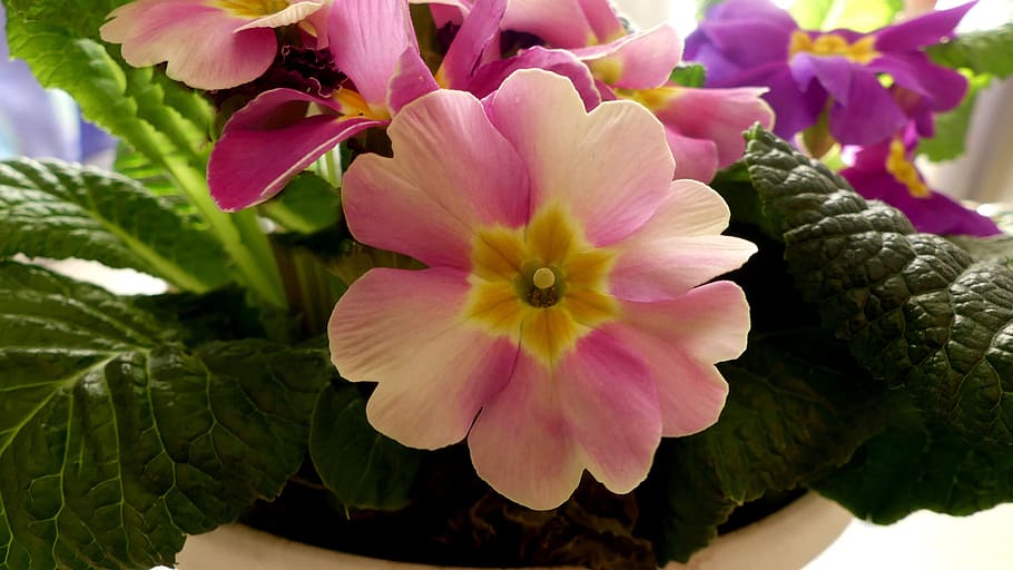 blossom, bloom, spring, close up, pink, full bloom, nature HD wallpaper