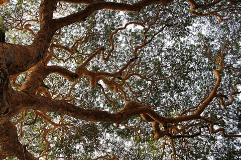 tree, branches, aesthetic, nature, leaves, tribe, crown, log HD wallpaper