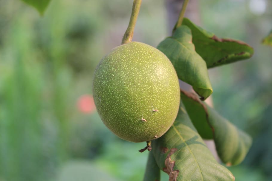 Walnuts, Gain, green, fruit, growth, food and drink, green color HD wallpaper