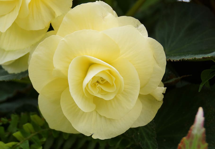 yellow flower, nature, flora, leaf, floral, rose, pale, blooming HD wallpaper