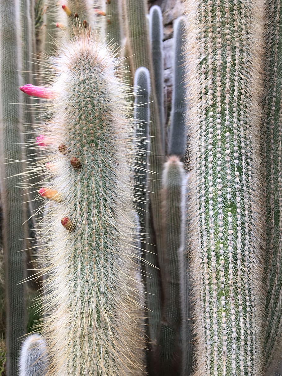 cactus, spine, nature, sharp, prickly, desert, cacti, botanical gardens HD wallpaper