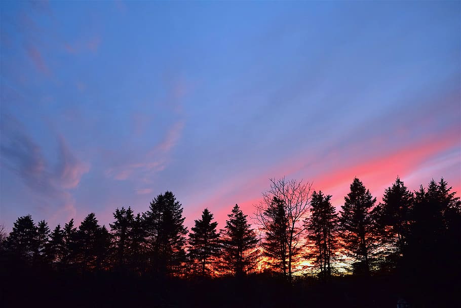 sunset, sky, silhouette, pine trees, clouds, dusk, nature, landscape HD wallpaper
