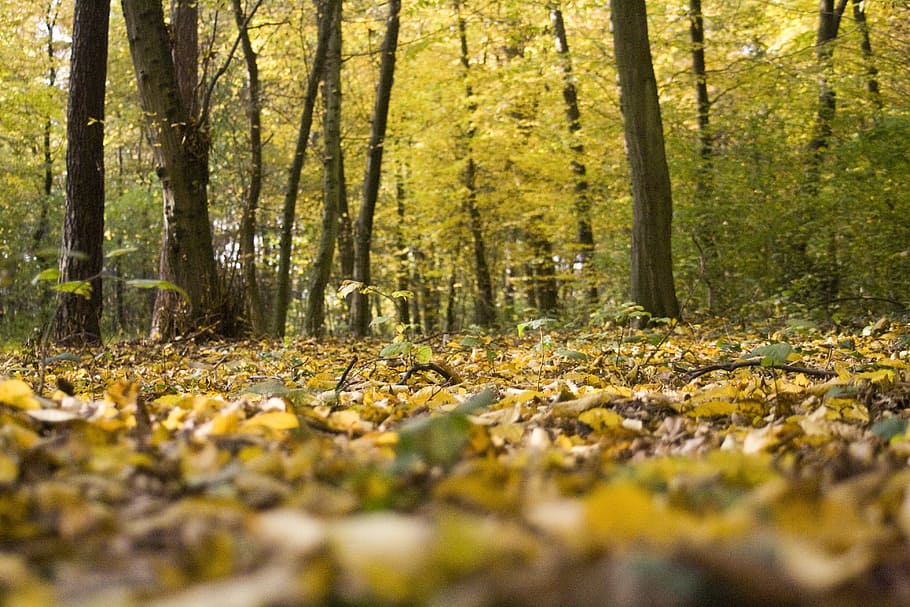 forest floor, leaves, autumn, bright, fall color, emerge, sunny HD wallpaper