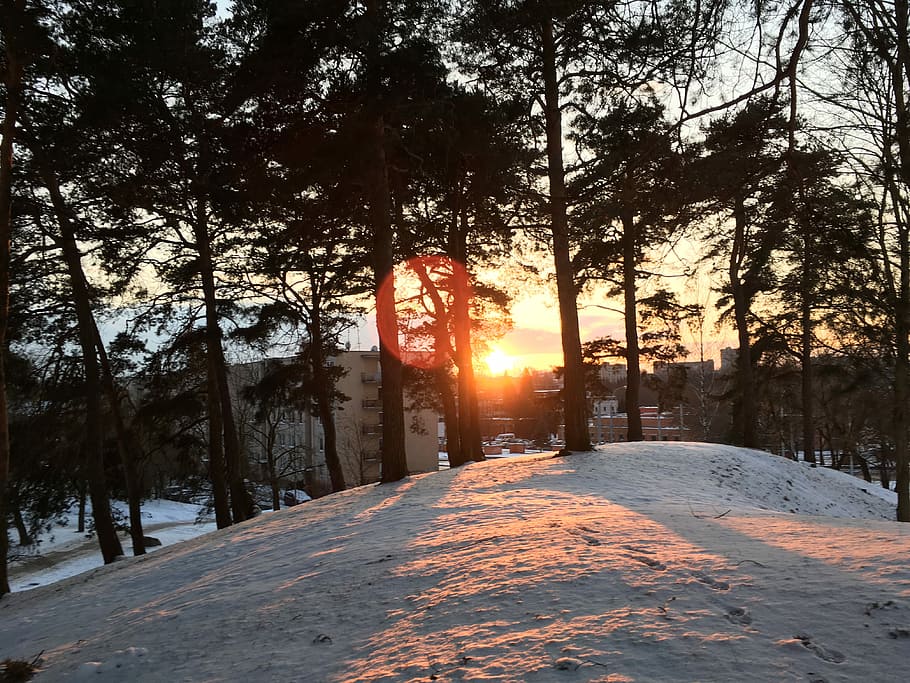 snow covered forest, tree, pine, sun, light, cold temperature HD wallpaper
