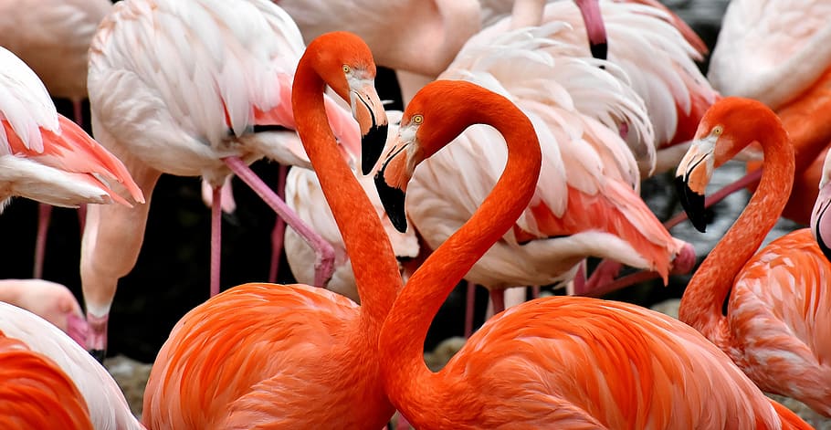 flock of flamingos, bird, colorful, feather, pride, tierpark hellabrunn, HD wallpaper