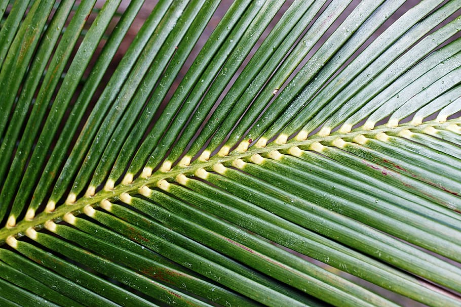 fern, green, macro, close, leaf fern, forest, plant, fiddlehead HD wallpaper