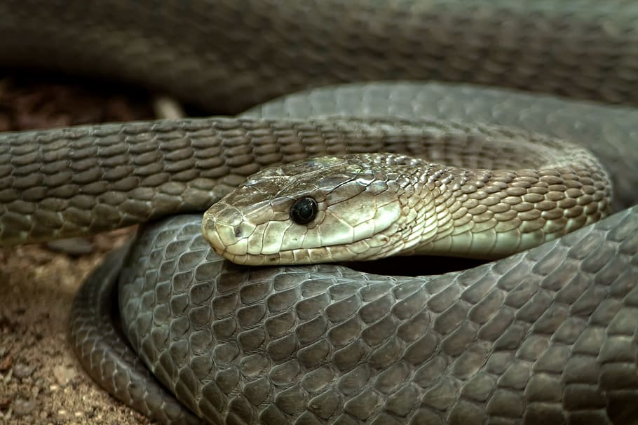 gray snake on focus photo, Toxic, Lizard, Reptile, Animal, creature HD wallpaper