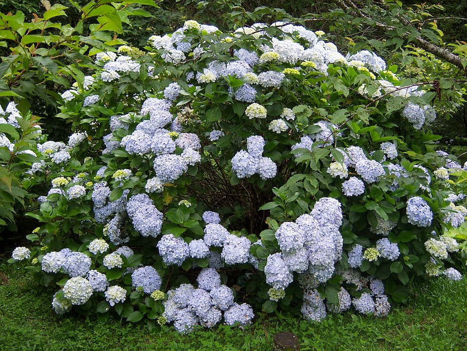 Hydrangeas, Flowers, Garden, nature, day, outdoors, plant, no people HD wallpaper