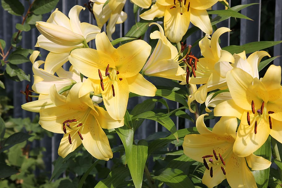 lily, garden, flowering plant, petal, vulnerability, fragility HD wallpaper