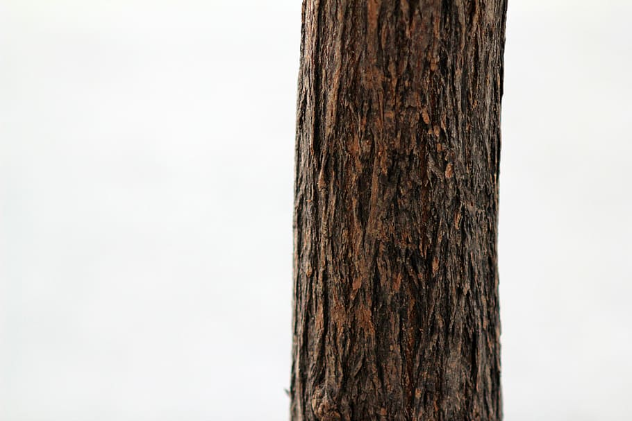 brown tree trunk photograph, texture, pattern, nature, wood HD wallpaper