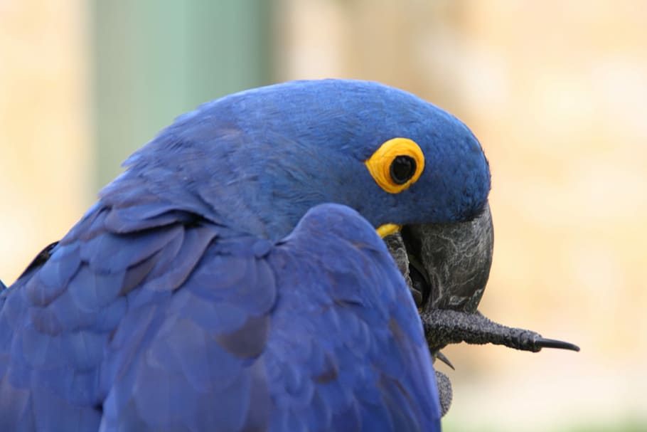 Macaw, Parrot, Bird, Fly, Wings, Feather, wildlife, beak, dom HD wallpaper
