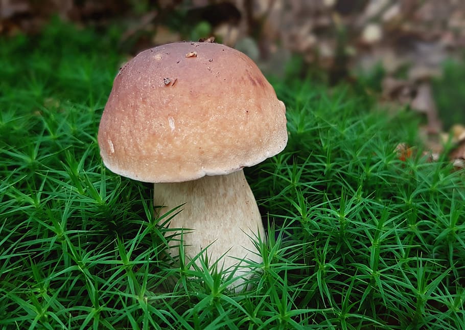 selective focus photography of brown mushroom on grass, cep, moss, HD wallpaper