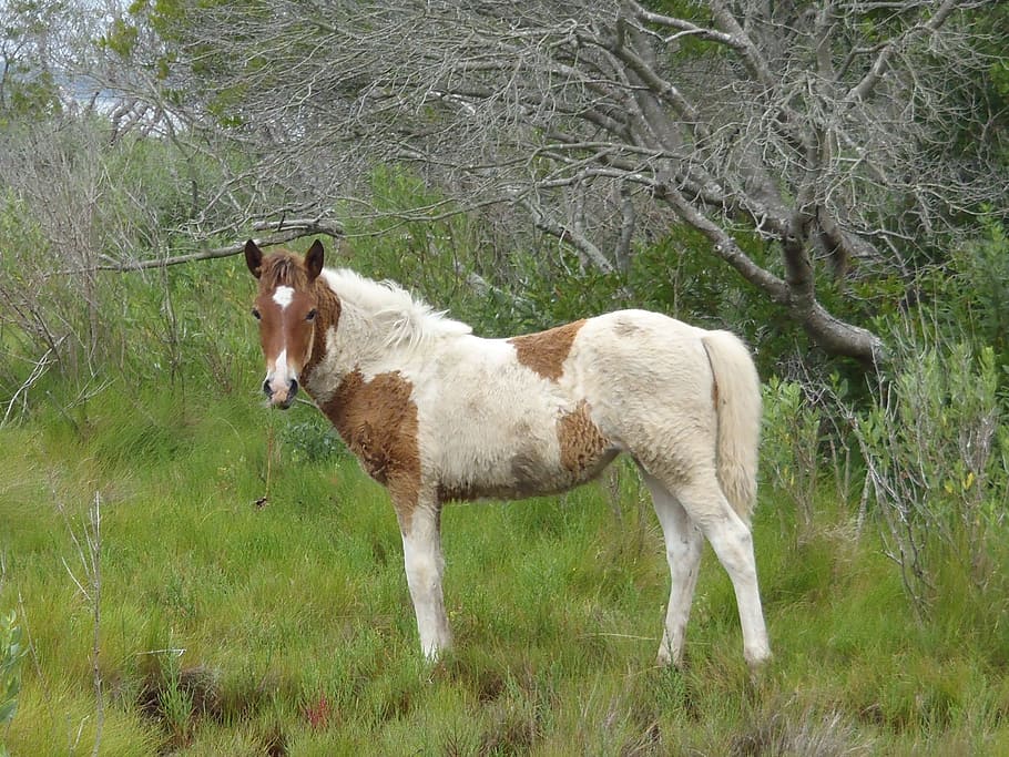 wild pony, grazing, yearling, feral, chincoteague island, virginia, HD wallpaper