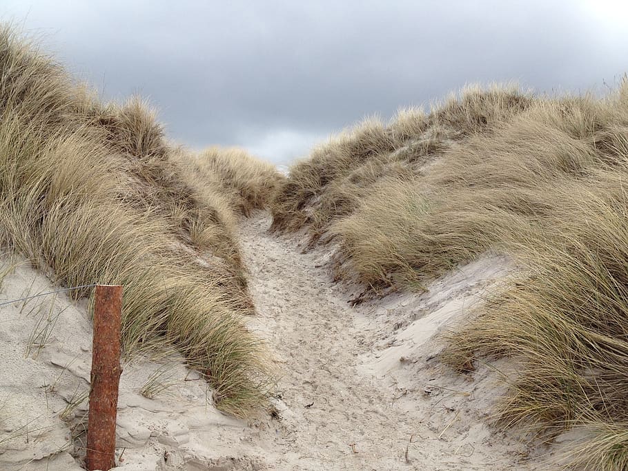 dune landscape, nature, plant, grass, no people, snow, cold temperature HD wallpaper