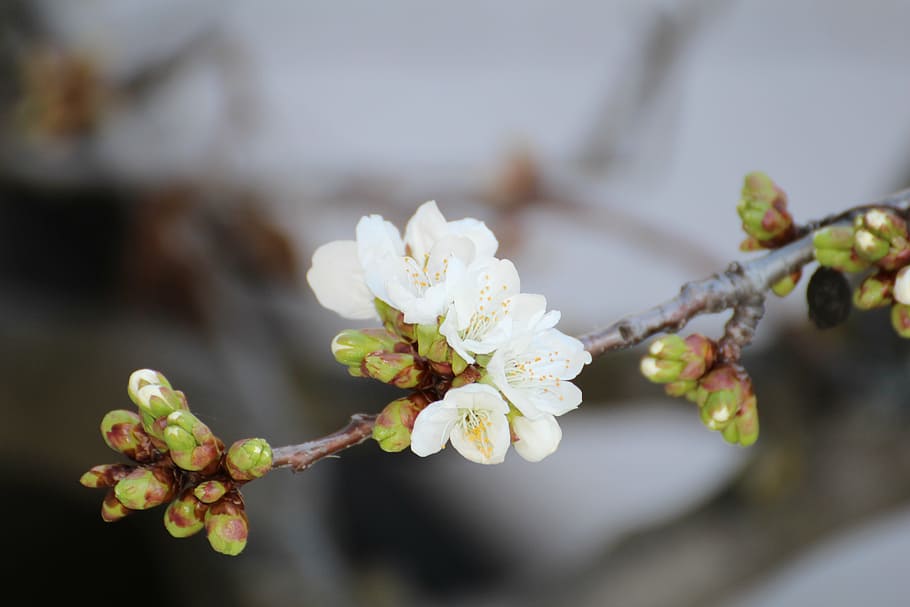 cherry blossom, spring, new, white, diversity, nature, bloom HD wallpaper