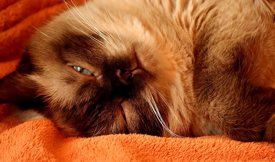 photo of Siamese cast, siamese cat, british shorthair, thoroughbred, HD wallpaper