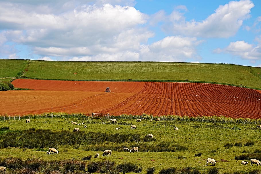 Field, Sheep, Blue, Sky, Green, Farm, agriculture, grass, meadow HD wallpaper