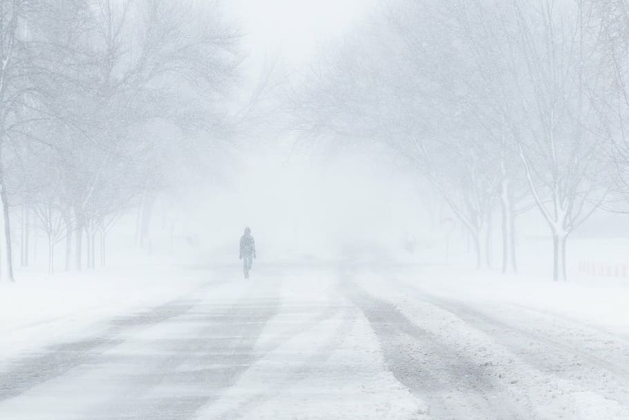 person walking on road near trees, blizzard, snow, winter, cold HD wallpaper
