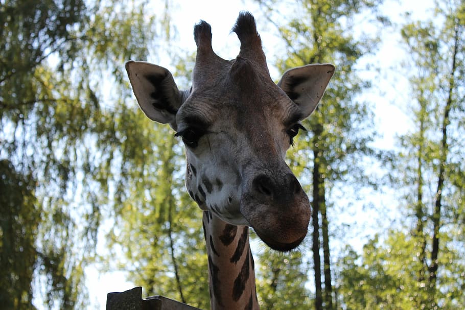 giraffe, view, zoo, animal, nature, outdoors, mammal, animal themes HD wallpaper