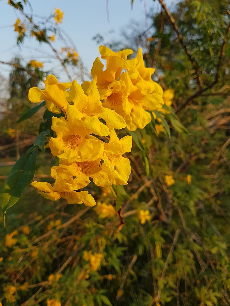 yellow, flower, sun, plant, flowering plant, fragility, growth HD wallpaper
