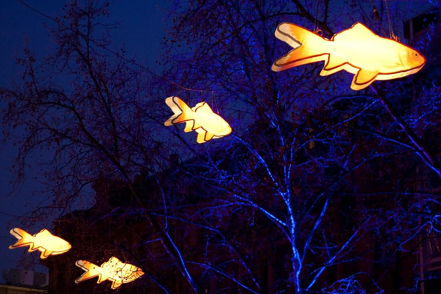 lamps, lighting, fish, night, orange, blue, lights, colorful HD wallpaper