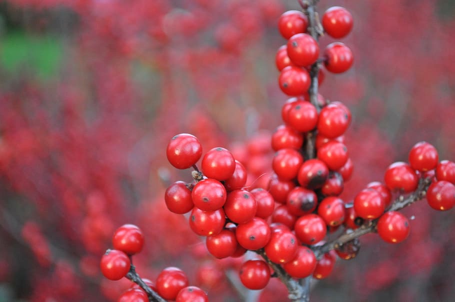 winter, red, berry, plant, season, nature, christmas, food and drink HD wallpaper