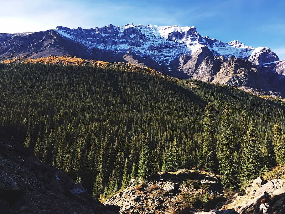 forest and glacier mountains during day, aerial photo of trees and mountain covered with snow HD wallpaper